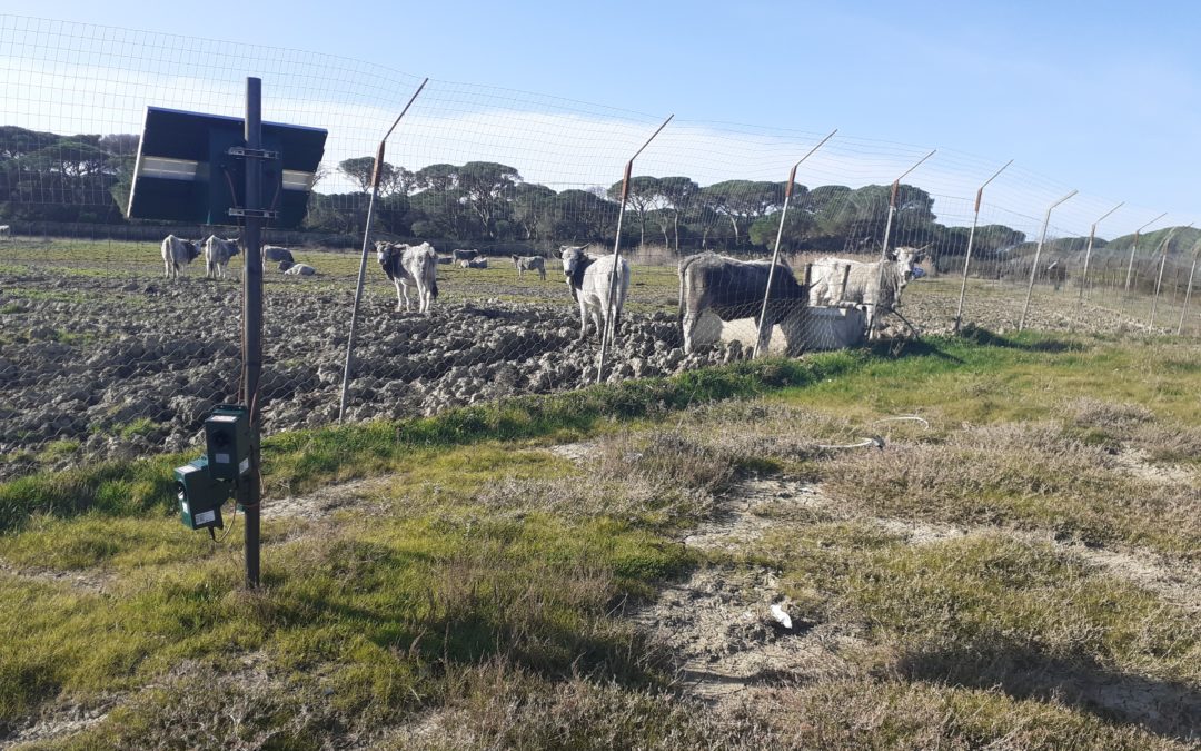 PROGETTO SPERIMENTALE SUL LUPO NELLA MAREMMA TOSCANA: TERMINATA LA PRIMA FASE