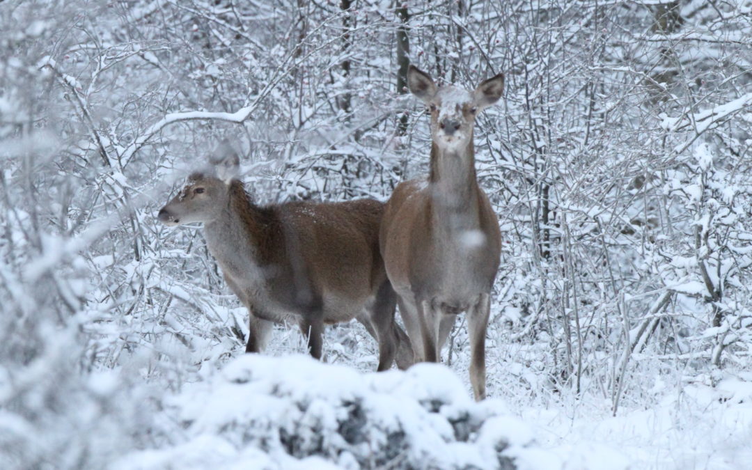 FORMAZIONE: AL VIA UNA NUOVA COLLABORAZIONE CON ACCADEMIA AMBIENTE FORESTE E FAUNA DEL TRENTINO